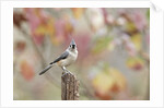 Tufted Titmouse by Anonymous