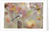 Tufted Titmouse by Anonymous