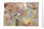 Tufted Titmouse by Anonymous