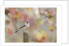 Tufted Titmouse by Anonymous