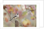 Tufted Titmouse by Anonymous