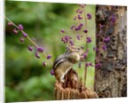 Eastern Chipmunk by Anonymous