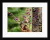 Eastern Chipmunk by Anonymous