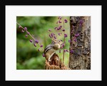 Eastern Chipmunk by Anonymous