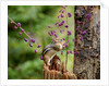 Eastern Chipmunk by Anonymous