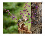 Eastern Chipmunk by Anonymous