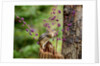 Eastern Chipmunk by Anonymous