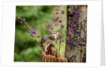 Eastern Chipmunk by Anonymous