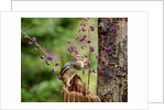 Eastern Chipmunk by Anonymous