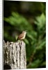 Carolina Wren by Anonymous