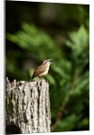 Carolina Wren by Anonymous