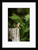 Carolina Wren by Anonymous