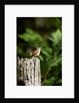 Carolina Wren by Anonymous