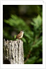 Carolina Wren by Anonymous