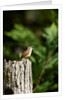 Carolina Wren by Anonymous