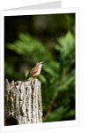 Carolina Wren by Anonymous