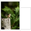 Carolina Wren by Anonymous