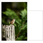 Carolina Wren by Anonymous