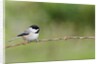 Carolina Chickadee by Anonymous