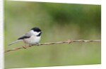 Carolina Chickadee by Anonymous