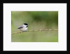 Carolina Chickadee by Anonymous