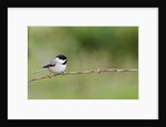 Carolina Chickadee by Anonymous