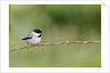 Carolina Chickadee by Anonymous