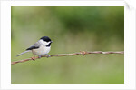 Carolina Chickadee by Anonymous