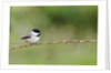 Carolina Chickadee by Anonymous