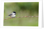 Carolina Chickadee by Anonymous