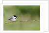 Carolina Chickadee by Anonymous
