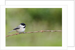 Carolina Chickadee by Anonymous