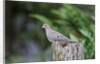 Mourning Dove by Anonymous