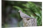 Mourning Dove by Anonymous