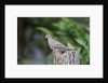 Mourning Dove by Anonymous