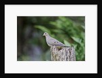 Mourning Dove by Anonymous