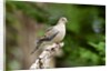 Mourning Dove by Anonymous
