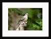 Mourning Dove by Anonymous