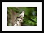 Mourning Dove by Anonymous