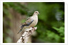 Mourning Dove by Anonymous