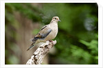 Mourning Dove by Anonymous