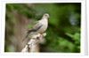 Mourning Dove by Anonymous