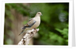 Mourning Dove by Anonymous