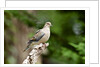 Mourning Dove by Anonymous