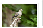 Mourning Dove by Anonymous