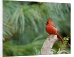 Northern Cardinal by Anonymous