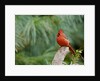 Northern Cardinal by Anonymous