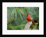 Northern Cardinal by Anonymous