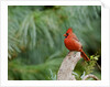 Northern Cardinal by Anonymous
