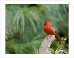 Northern Cardinal by Anonymous